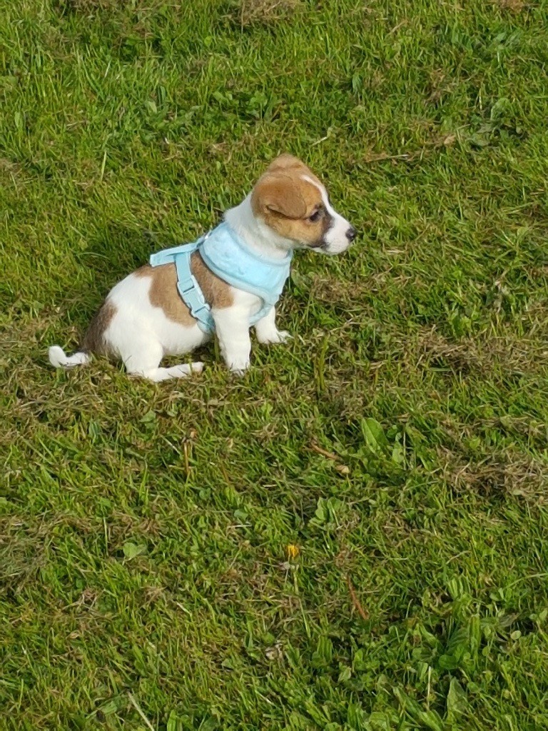 2 year old male jack Russell in Sunderland, Tyne and Wear Gumtree
