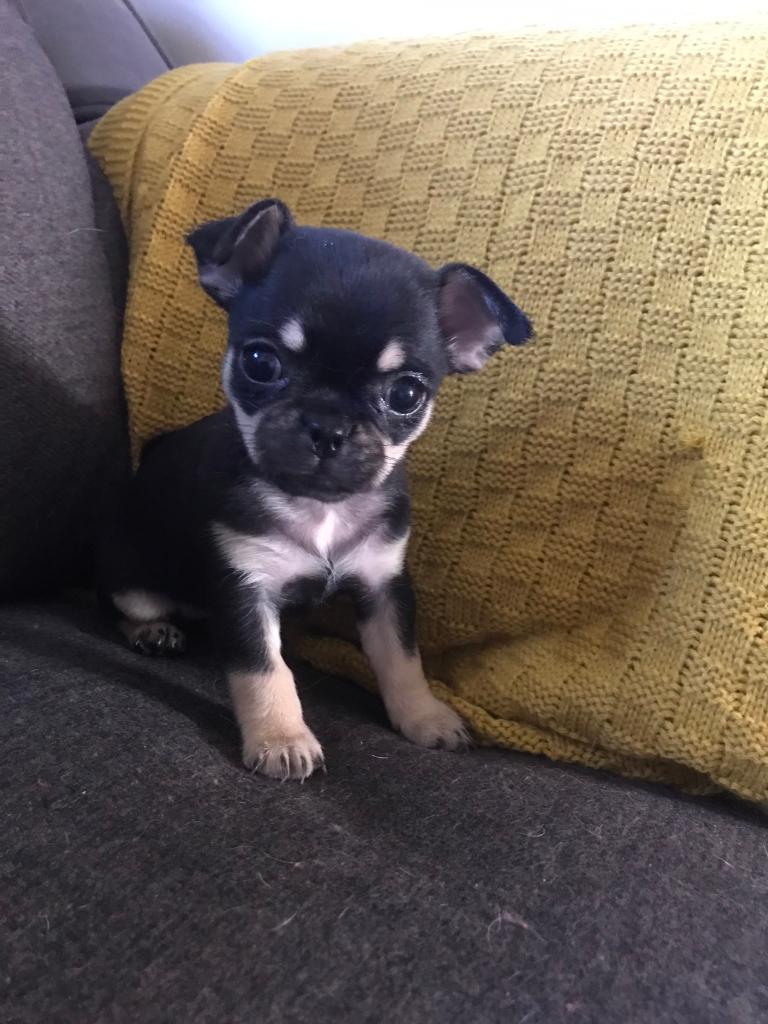 Chihuahua x pug in AshtoninMakerfield, Manchester Gumtree