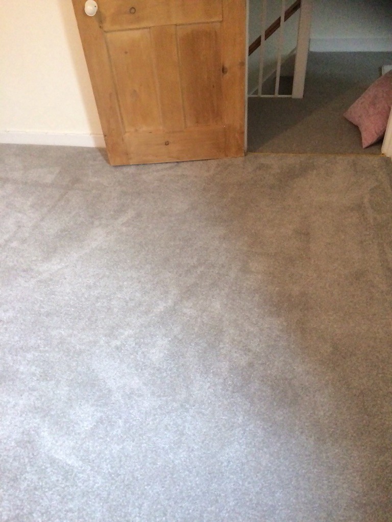 Brand New Carpet Apollo Plus Heavy Domestic carpet in Persian Doll