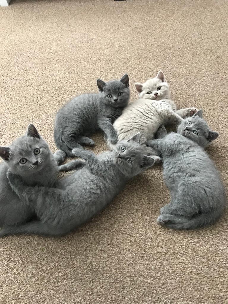 British blue kittens for sale in Stanstead Abbotts, Hertfordshire