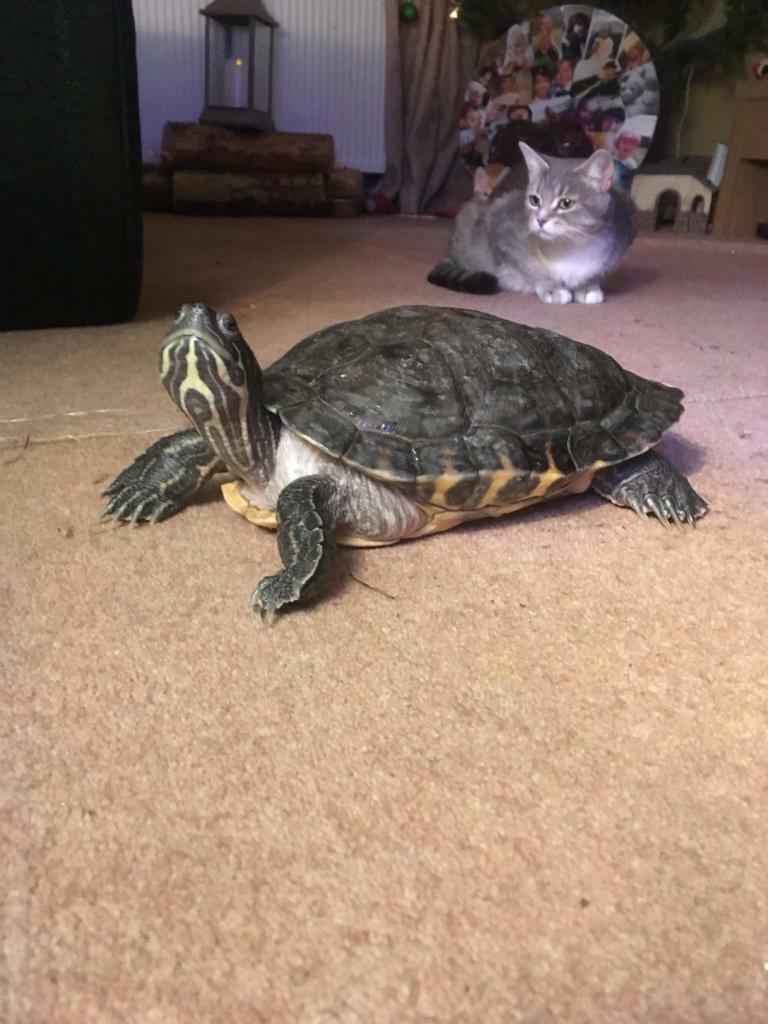 Turtle & setup in Lanark, South Lanarkshire Gumtree