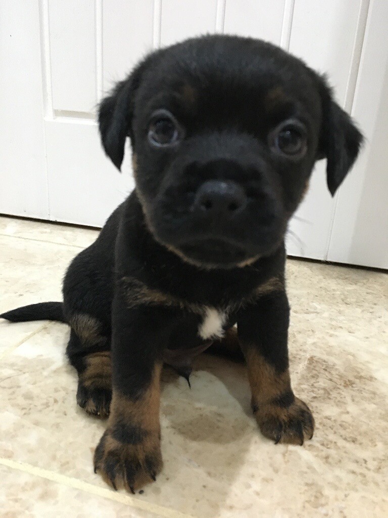 Border Terrier x Patterdale puppies for sale in Bude, Cornwall Gumtree