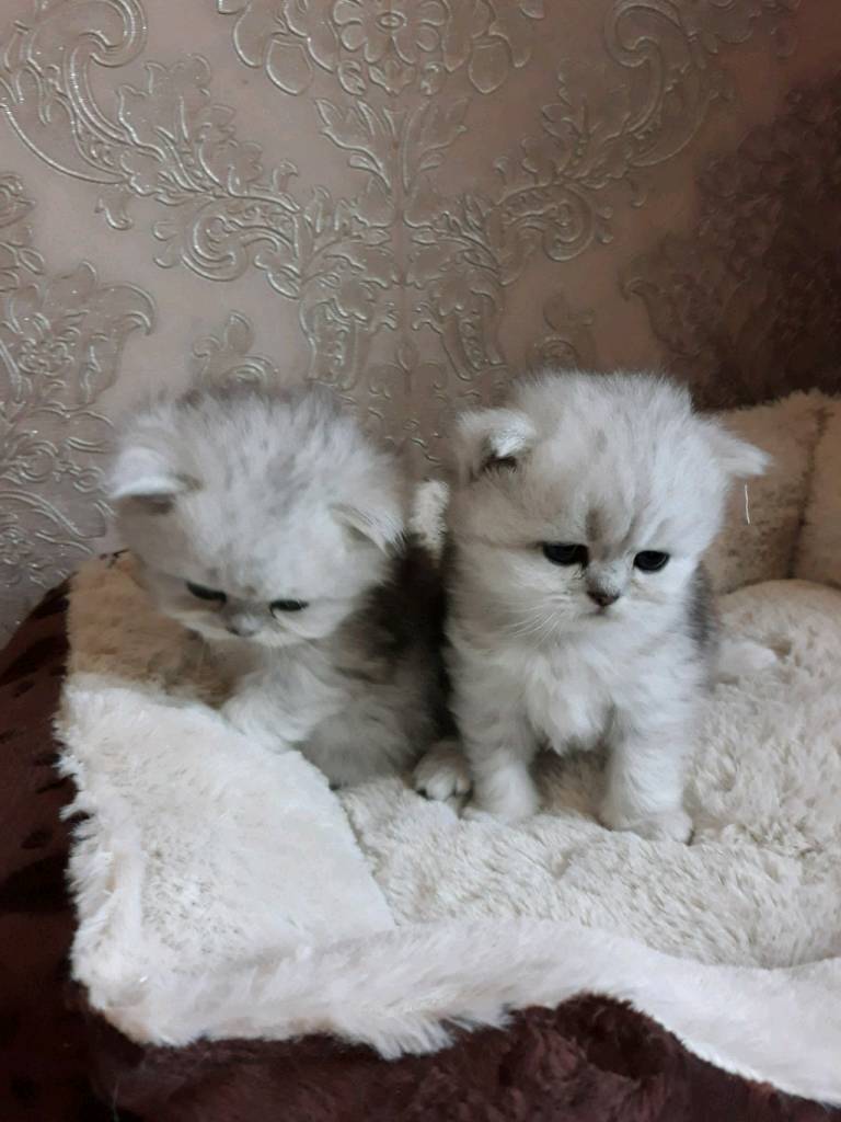 Persian chinchilla kittens in Walsall, West Midlands Gumtree