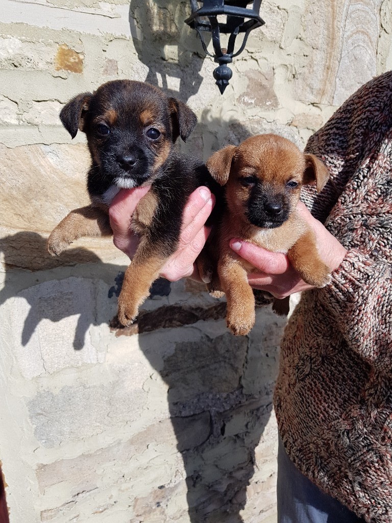 Jack Russell x Border Terrier Puppies in Auckland, County Durham Gumtree
