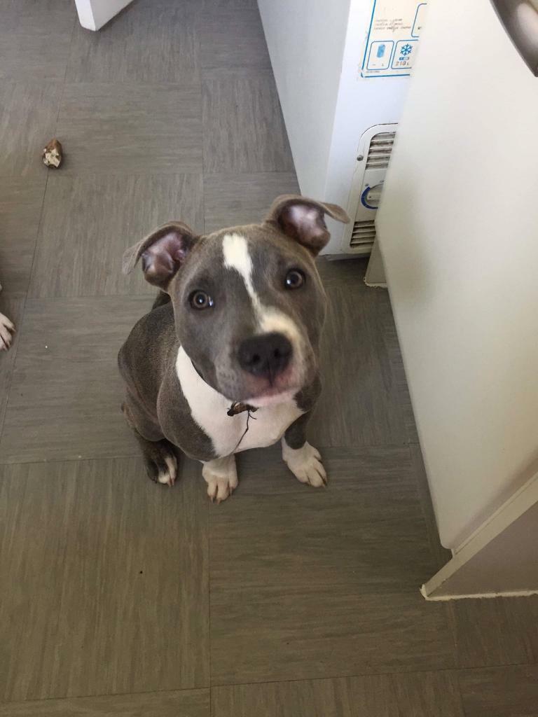 America bull x staffy in Portsmouth, Hampshire Gumtree