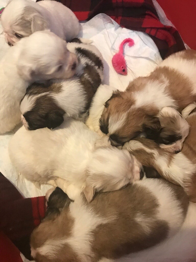 Zuchon puppies for sale | in Derby, Derbyshire | Gumtree