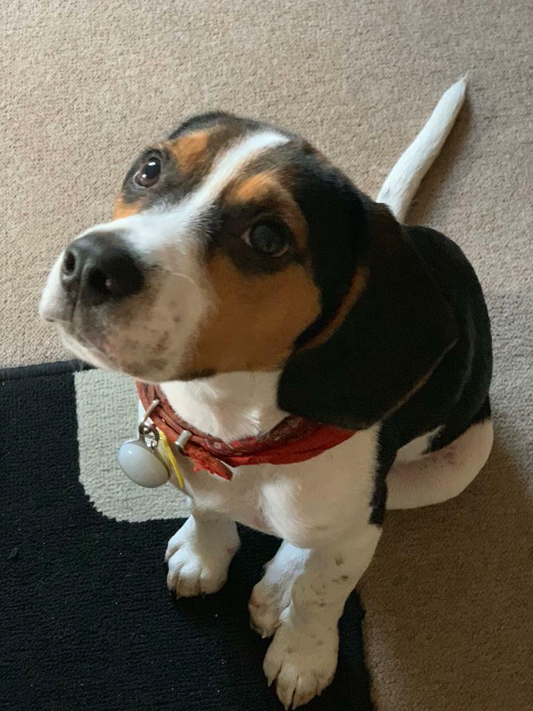 Beagle puppy for sale in Tooting, London Gumtree