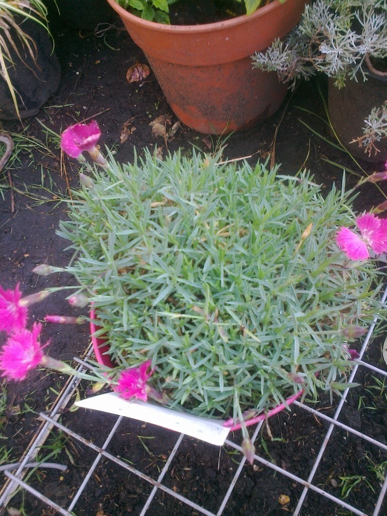 B&Q CERISE PINK DIANTHUS GARDEN PLANT in Leytonstone, London Gumtree