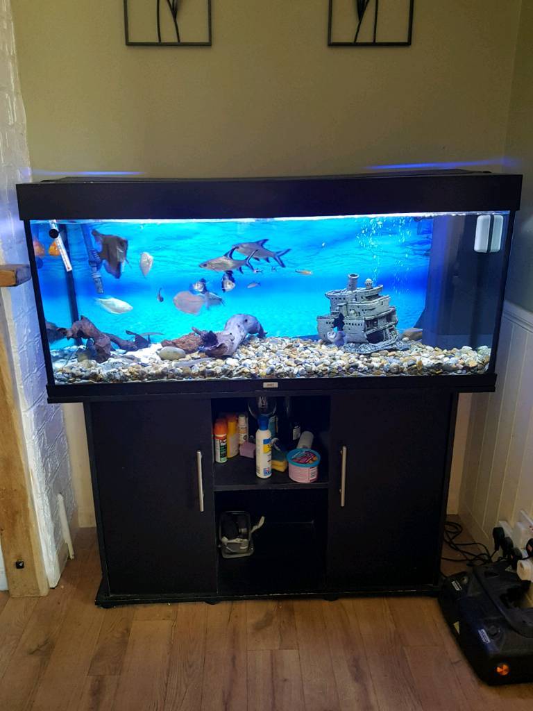 Juwel 250L Tropical Aquarium Full Set Up in Braintree, Essex Gumtree