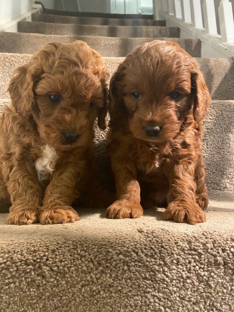 Cavapoo f1b in Bath, Somerset Gumtree