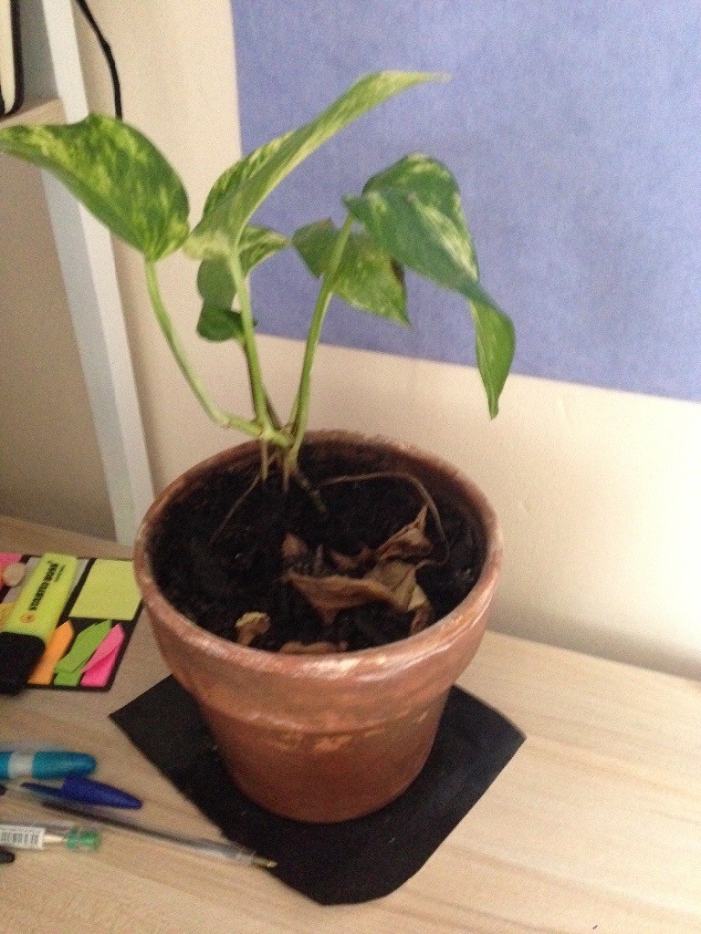 Pots of plants for sale in Brighton, East Sussex Gumtree