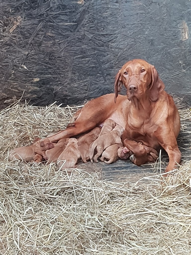 Hungarian vizsla x fox red Labrador pups in Llandrindod Wells, Powys