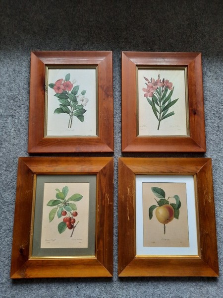 Framed Botanical Prints for sale in UK | View 69 bargains