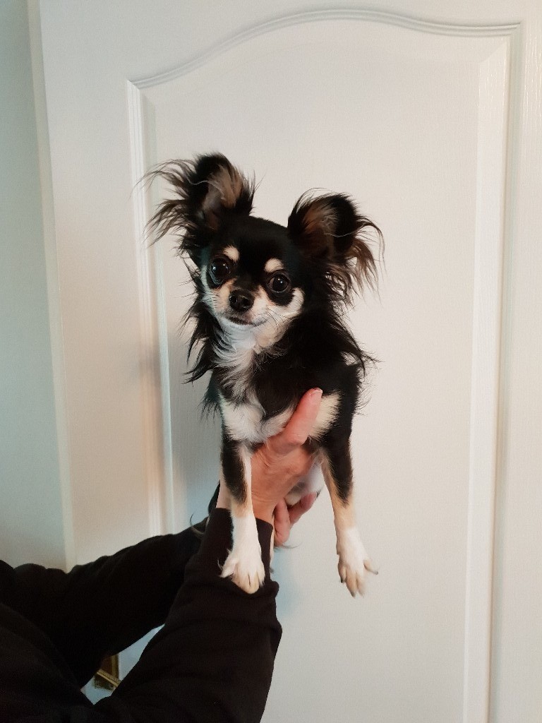 10 Month Old Male Chihuahua For Sale In Bishop Auckland County