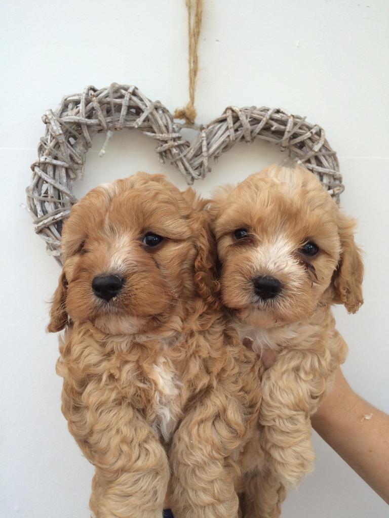 Cavapoo puppies in Sheffield, South Yorkshire Gumtree