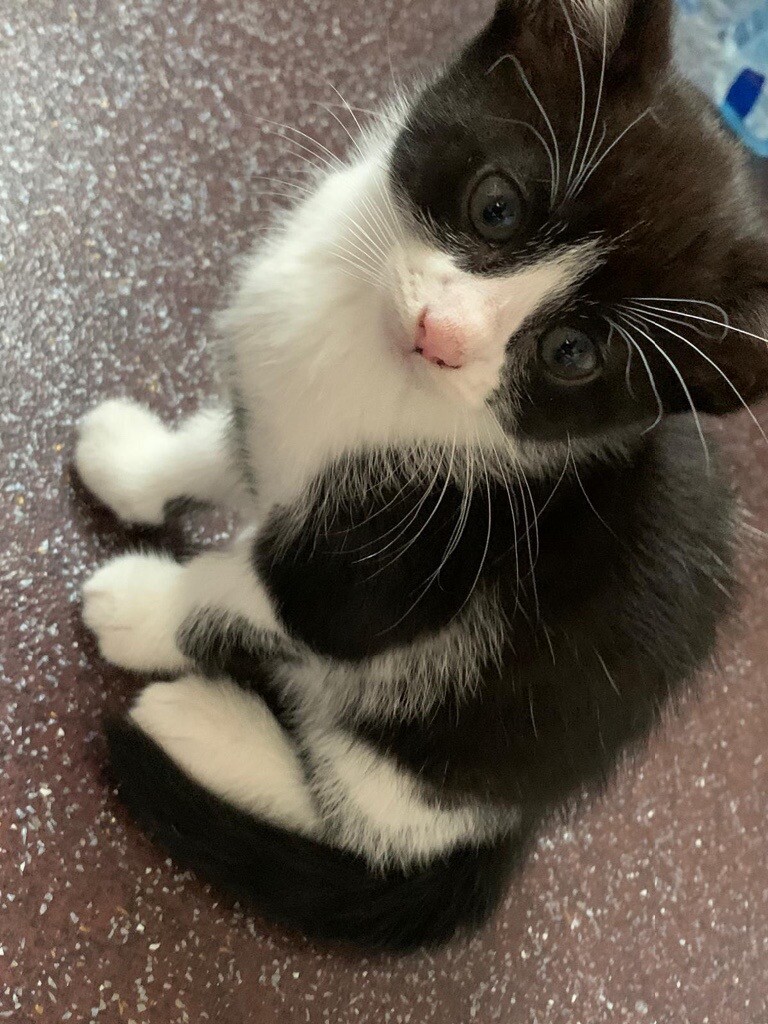 Kittens For Sale In Notting Hill London Gumtree
