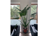Large Alocasia Cucullata - Indoor plant