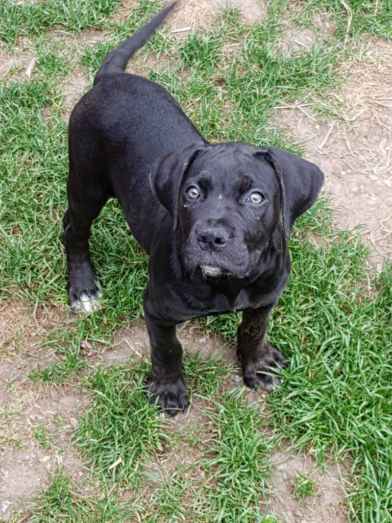American Bulldog X Cane Corso Girl Pup Left In Leicester Leicestershire Gumtree