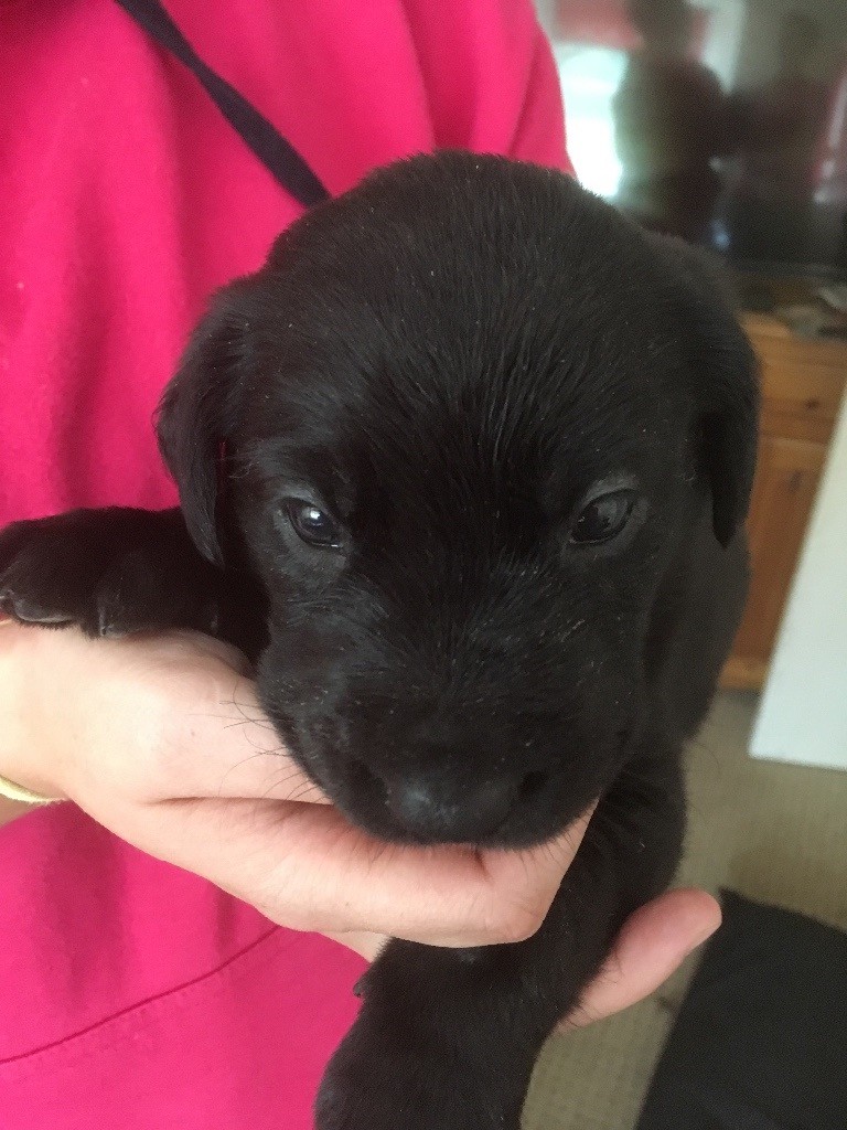 Lab x puppies in Westhill, Aberdeenshire Gumtree