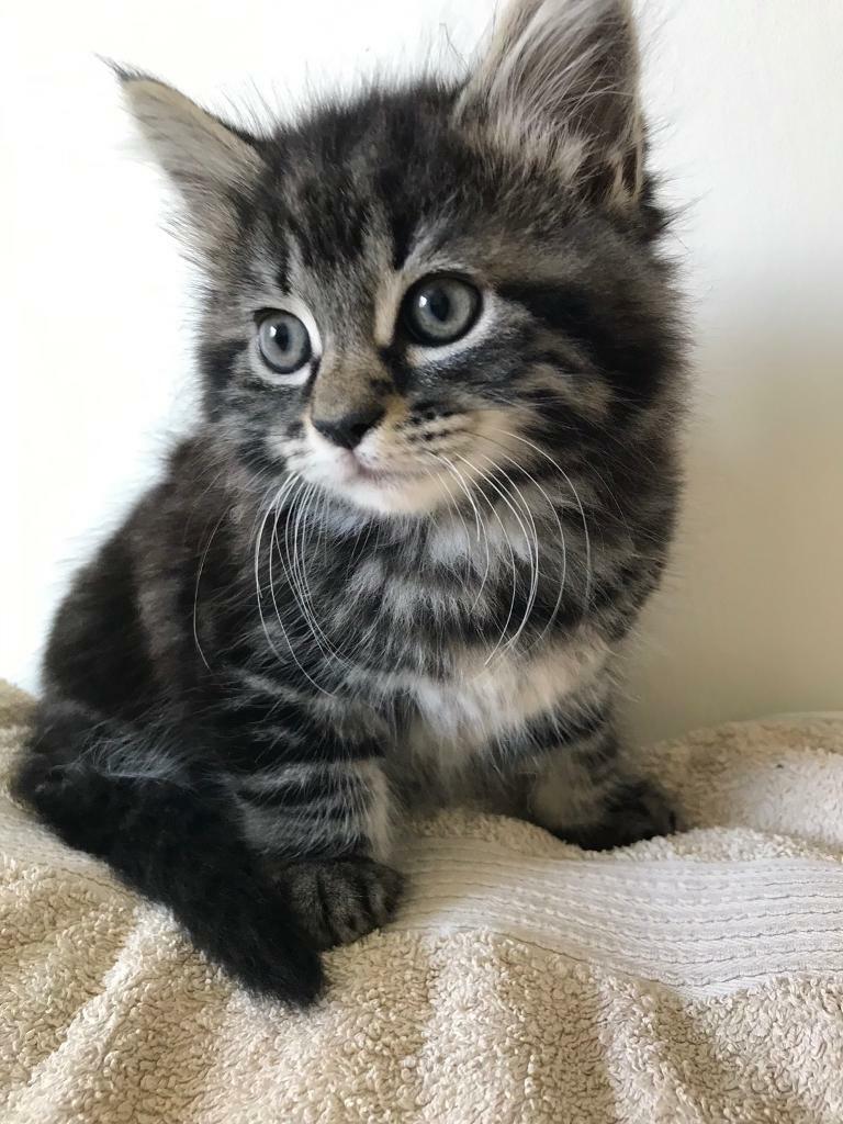 Stunning very fluffy Maine coon x kittens ready now | in Malmesbury