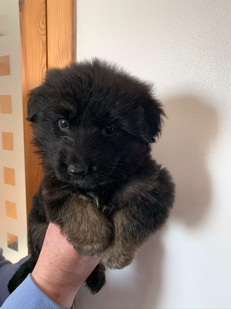 German Shepherd Pup Kcreg In Angus Gumtree