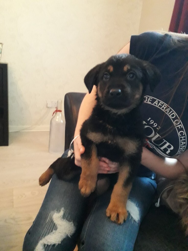 Beautiful German shepherd x Rottweiler puppies, ready now in Leicester, Leicestershire Gumtree