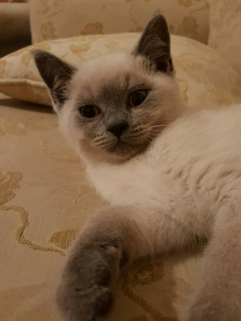 British Shorthair Blue Point Kitten In Clacton On Sea Essex Gumtree