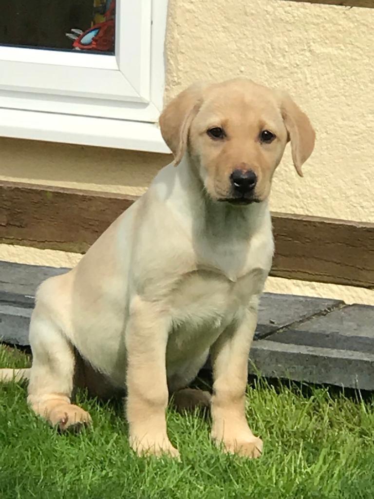 KC Reg Yellow Labrador Girl Puppy in Holywell, Flintshire Gumtree