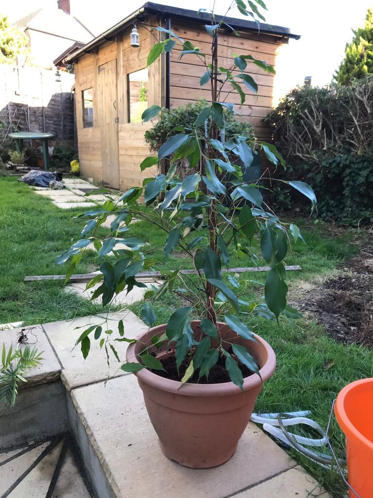 Large Ficus house plant in London Gumtree