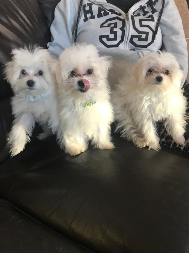 Maltese puppies for sale! in Dundee Gumtree