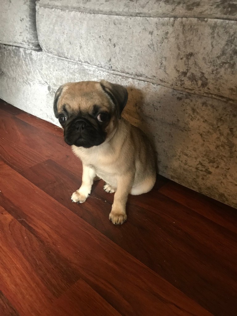 Two female pug puppies sold together £850 in Liverpool, Merseyside