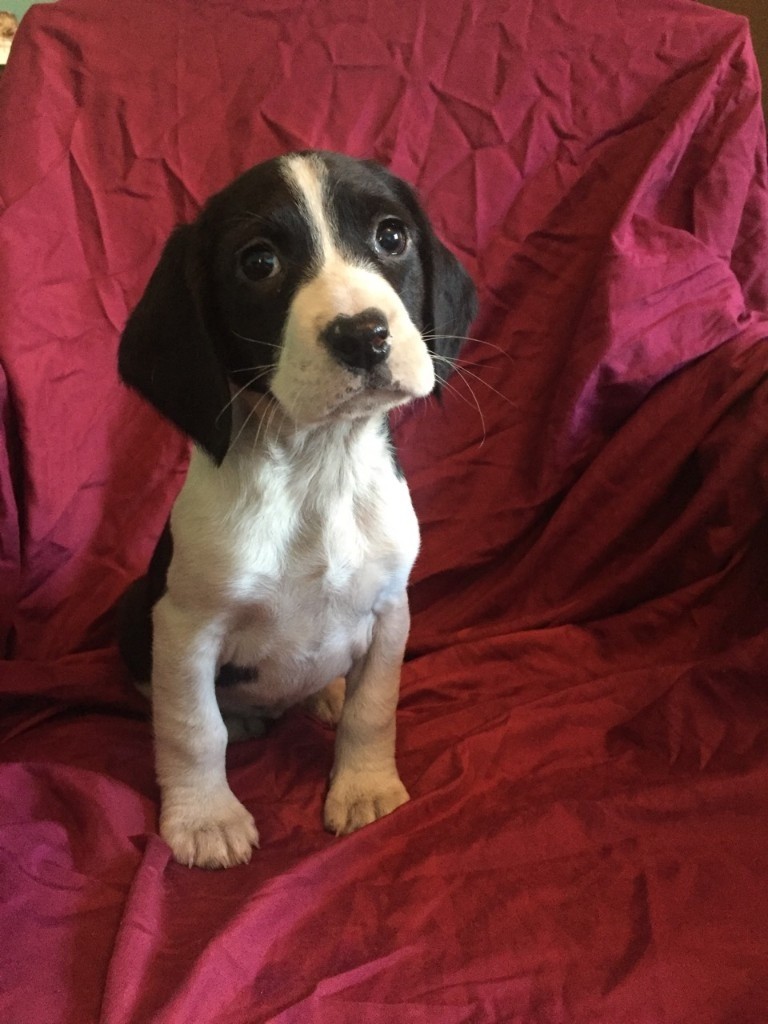 Bocker Puppies (Beagle x Cocker Spaniel) in Norwich, Norfolk Gumtree