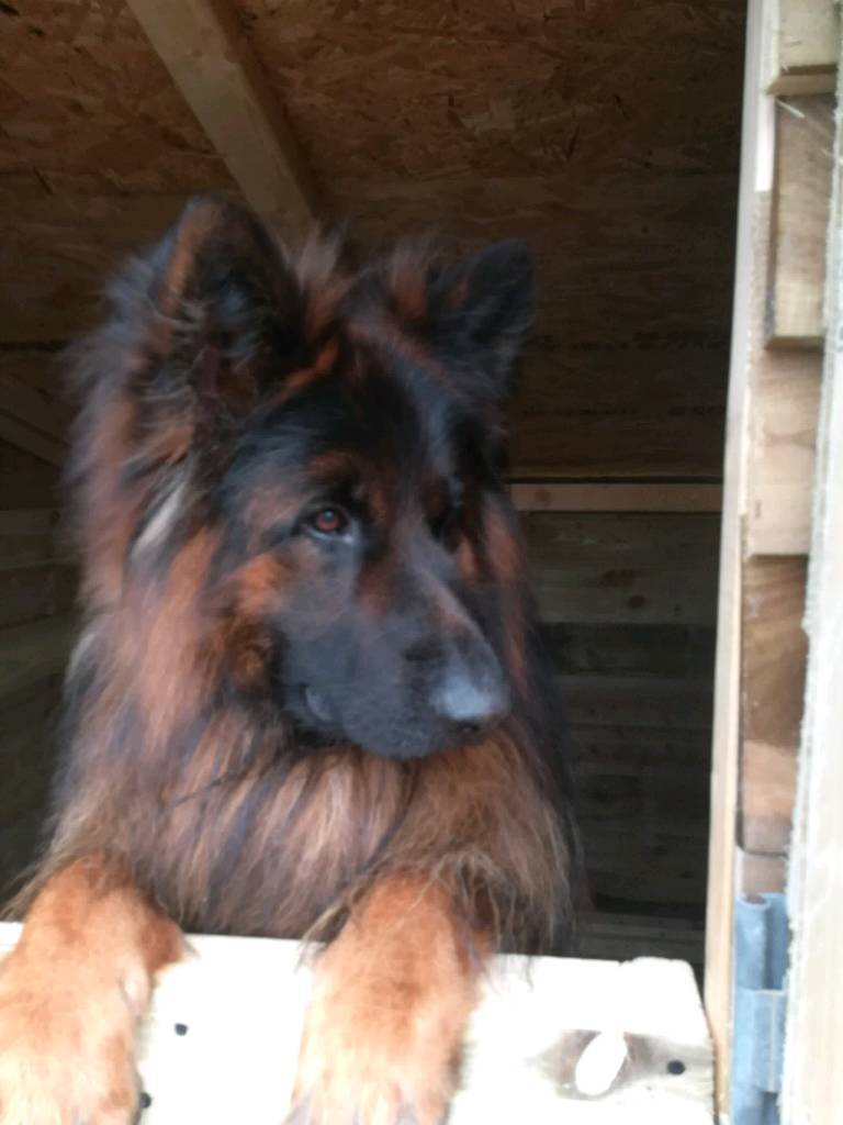 German Shepherd Puppies 2 Beautiful Girls Left Gumtree