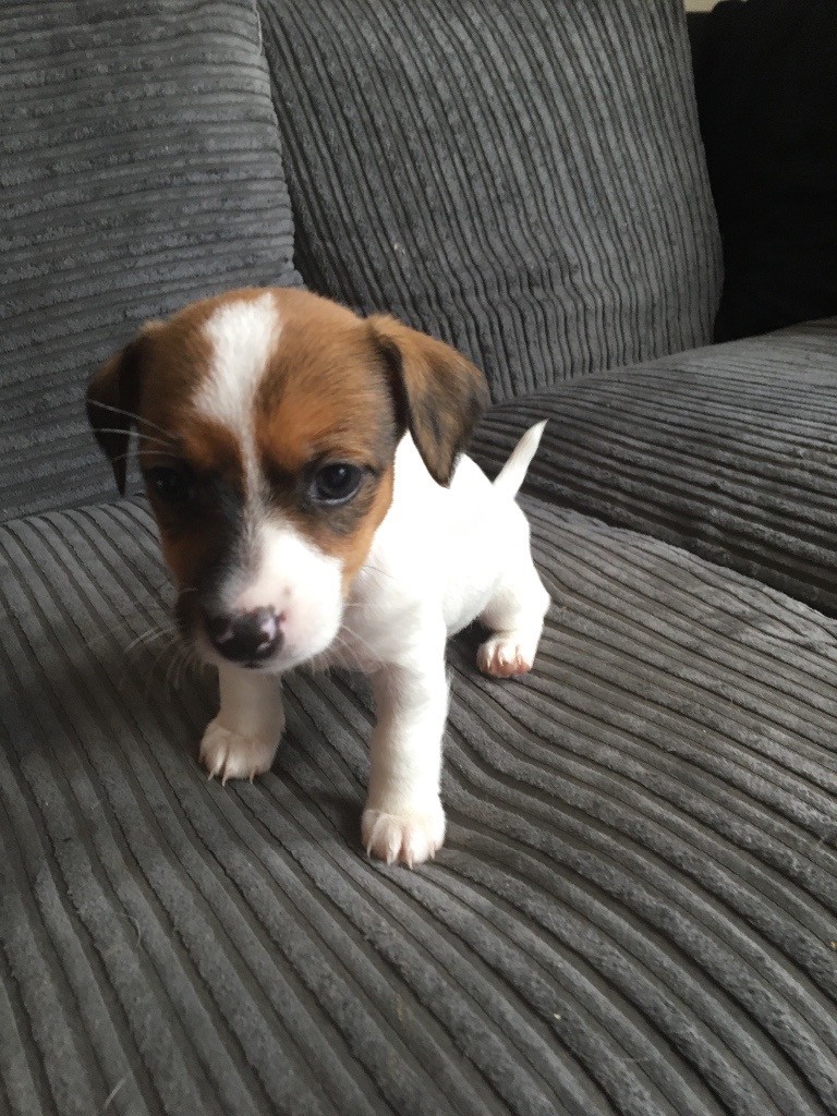 Jack Russell Puppies For Sale