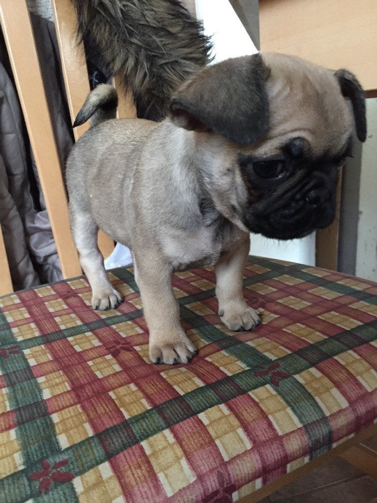 Beautiful frug puppy for sale in Margate, Kent Gumtree