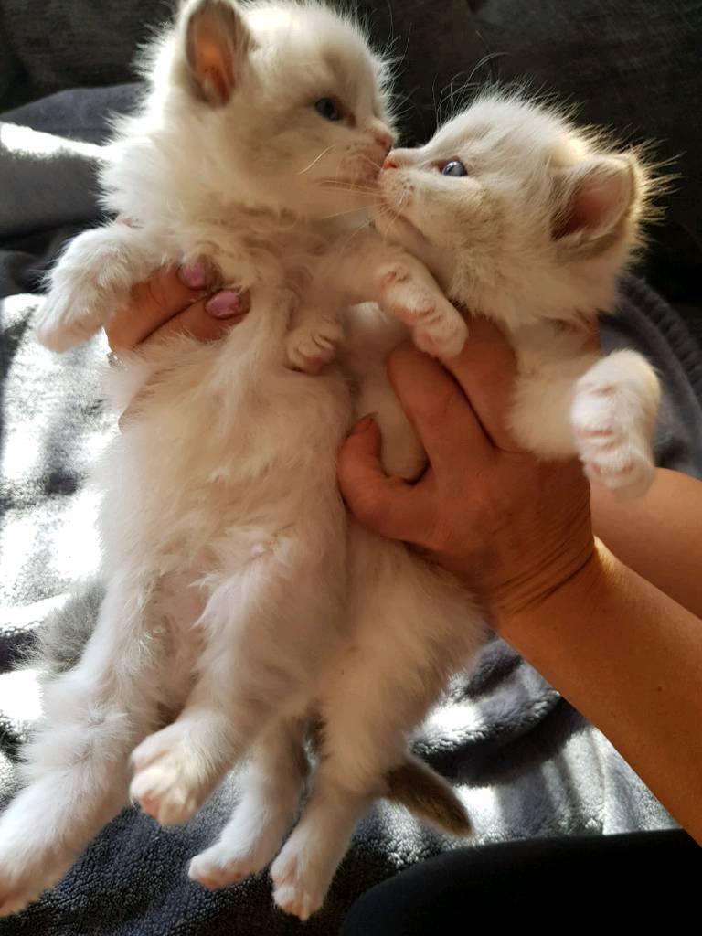Stunning ragdoll kittens for sale in Irlam, Manchester Gumtree