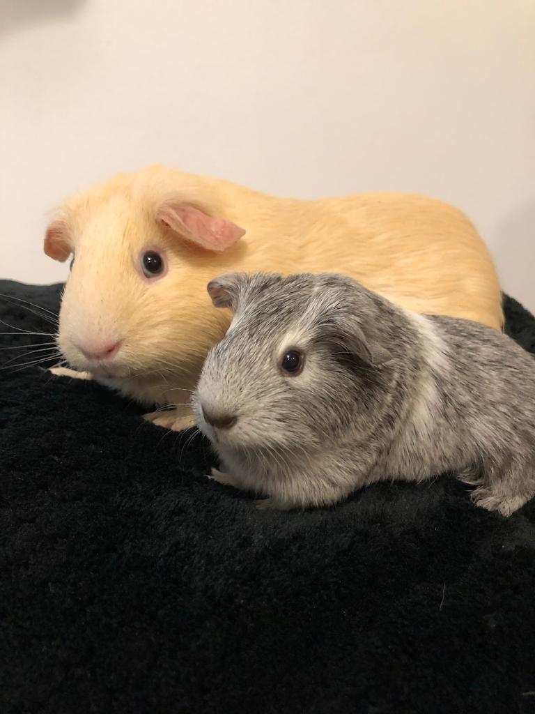 Guinea Pigs for sale in Thornaby, County Durham Gumtree