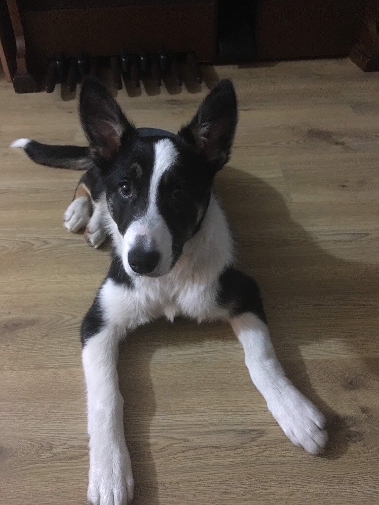 Beautiful Intelligent Active Tri Colors Border Collie In Newcastle 