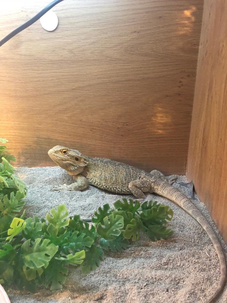 Bearded dragon and vivarium for sale in Bellshill, North Lanarkshire Gumtree