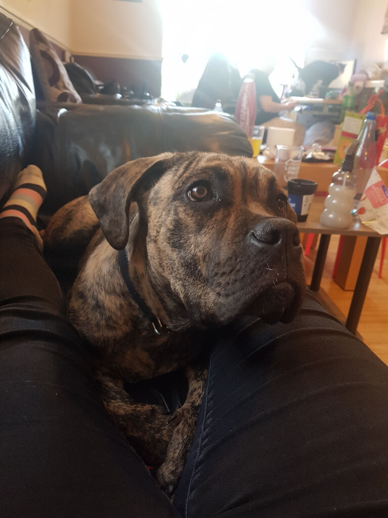 Cane Corso Male In Bournemouth Dorset Gumtree