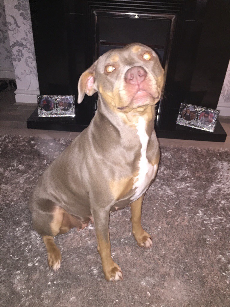 Xl american bully pups in Liverpool, Merseyside Gumtree