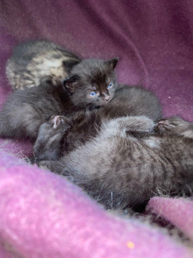 Adorable black kitten for sale in Edgware, London Gumtree