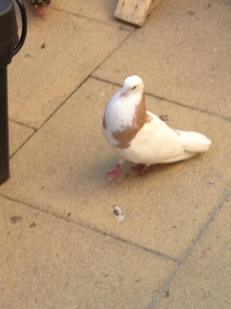 Birmingham rollers for sale !!!26 in Moortown, West Yorkshire Gumtree