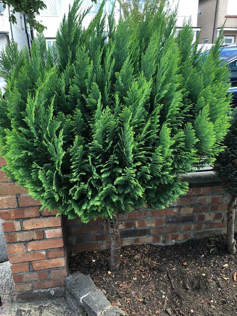 Mature evergreen shrubs tree. Not flowers or plants. in Greenford, London Gumtree
