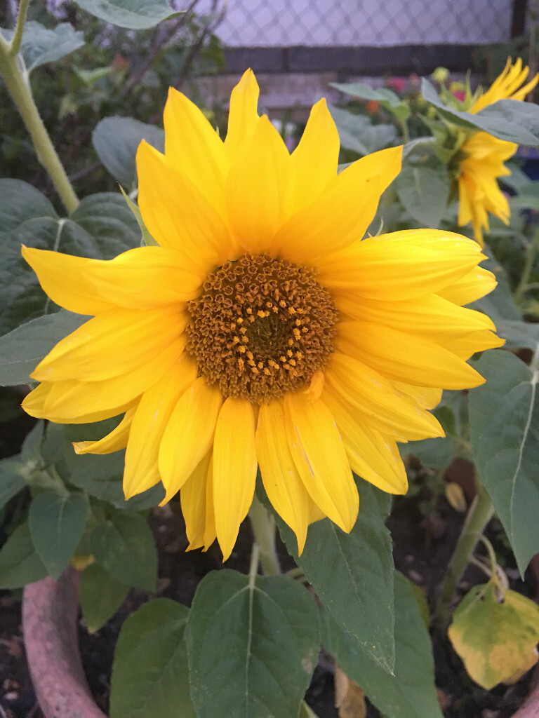 Dwarf Mini Sunflower Plants Yellow Flower Low Growing for