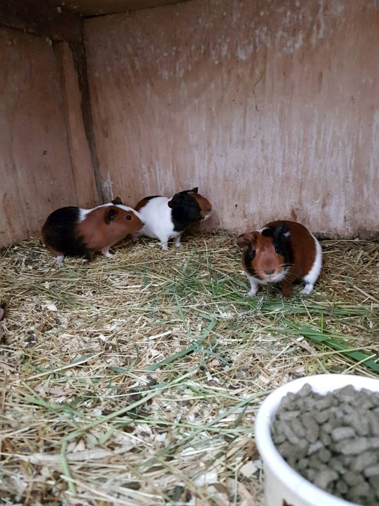 Guinea pig babies for sale in Brough, East Yorkshire Gumtree