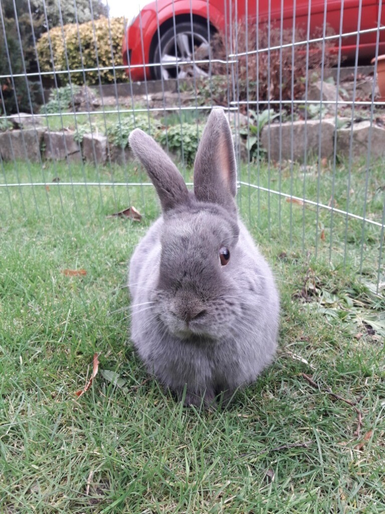 Rabbit rehome in Sevenoaks, Kent Gumtree