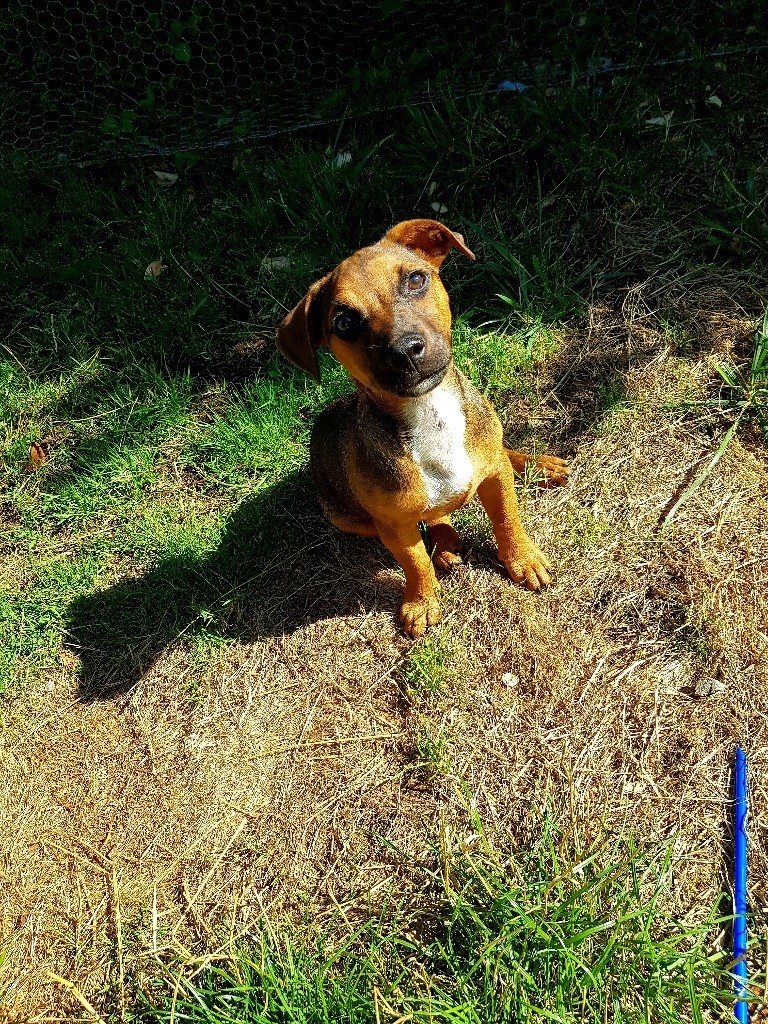 Beautiful Chocolate Jack Russel Puppy in Ystradgynlais, Swansea Gumtree
