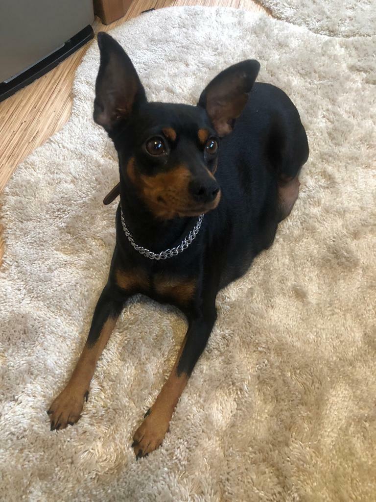 Miniature Pincher puppies in Newark, Nottinghamshire Gumtree