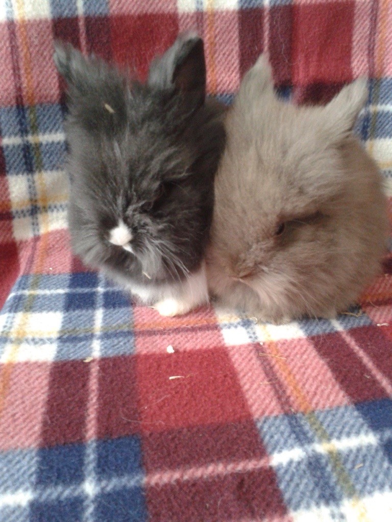 Baby Lionhead Rabbits For Sale | in Swindon, Wiltshire | Gumtree